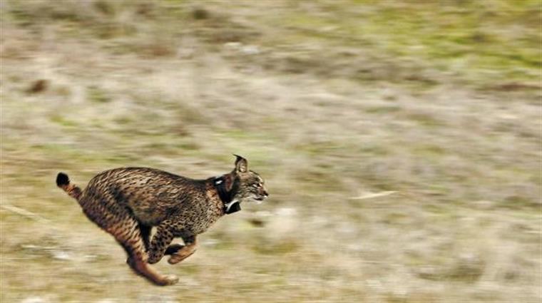 Velocidade do Lince: Quanto Corre Cada Espécie? (2026)