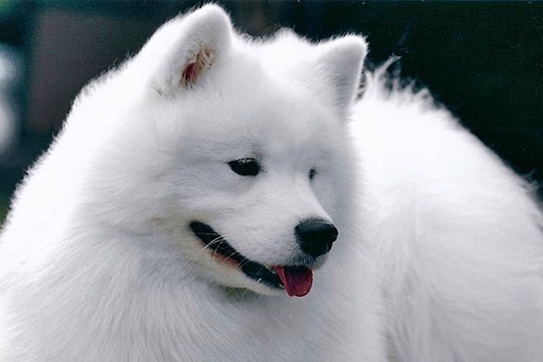 Cachorro Mais Feio e o Mais Bonito do Mundo com Fotos