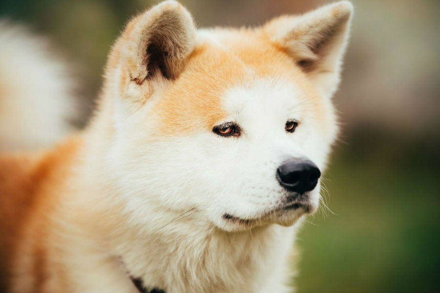 Existe Akita de Olho Azul?