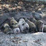 Porco piau características físicas manchas pele
