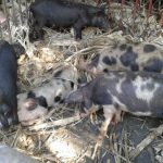 Porco piau reprodutor com leite abundante