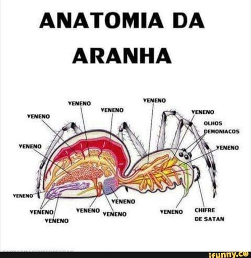 Aranha Tem Osso? Quantas Patas Elas Tem?