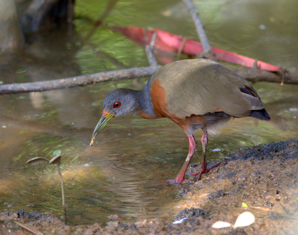 Aves que Habitam Manguezal: Principais Espécies
