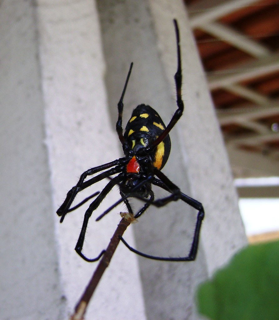 Aranha Cruentata É Venenosa? Características e Nome Científico