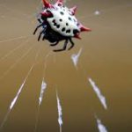 Aranha Preta E Branca Em Sua Teia 5