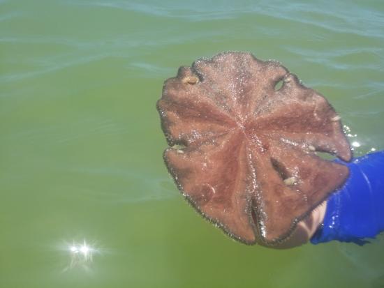 Curiosidades Sobre a Bolacha Do Mar E Fatos Interessantes
