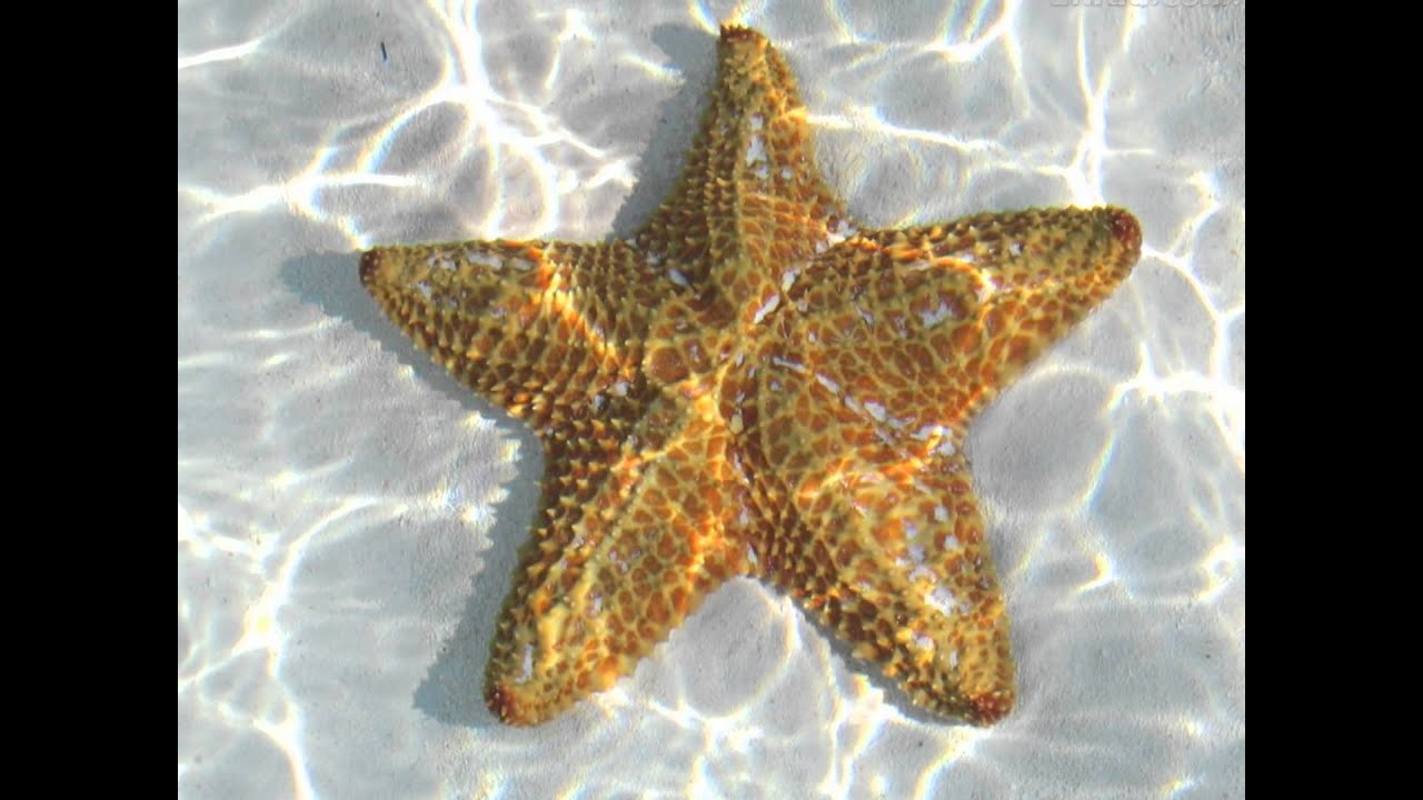 Estrela do Mar: Curiosidades e Fatos Interessantes