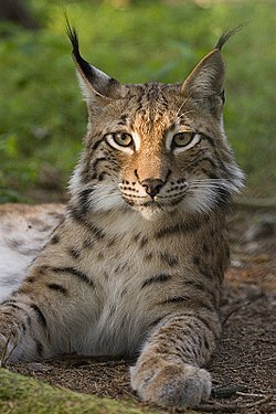 Habitat do Lince: Onde Eles Vivem?