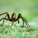 Aranha Armadeira na Grama