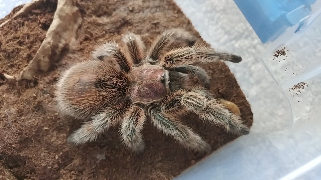O Que Atrai Aranhas Caranguejeiras? Como Evitar?
