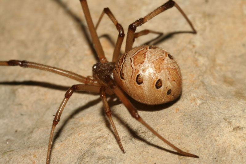 Aranha Preta E Marrom É Venenosa? Qual a Espécie E Fotos