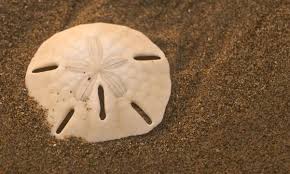 Bolacha do Mar Como Limpar e Conservar