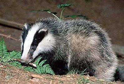 Texugo Chamitataxus Avitus: Características, Peso, Tamanho E Fotos