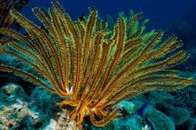 Crinoidea Comatulida: O Que É