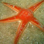 Estrela do Mar redonda (Clypeasteroida) 4