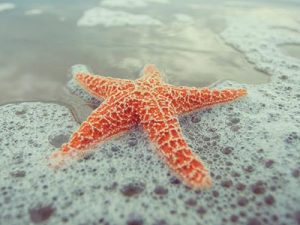 Estrela-do-Mar é Um Animal? Qual a Sua Classificação Biológica?