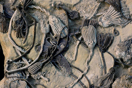 Crinoidea Fóssil: Onde Encontrar?