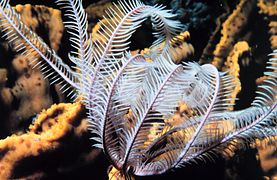 Habitat da Crinoidea: Onde Elas Vivem?