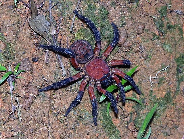 Aranha Classificações Inferiores e Famílias