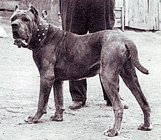 Mastim Napolitano Cane Corso: Origem e Historia