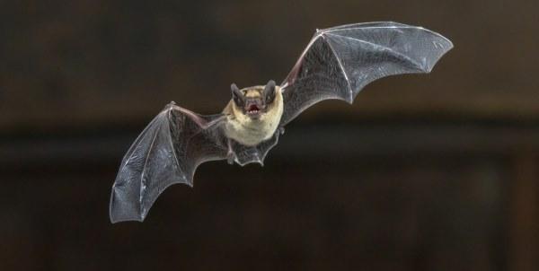 Características Do Morcego: Nome Científico E Fotos