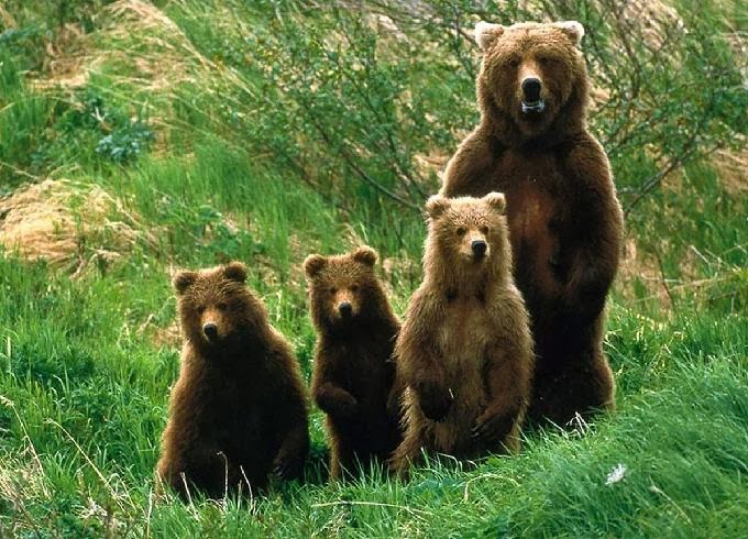 Reprodução do Urso: Filhotes e Tempo de Gestação