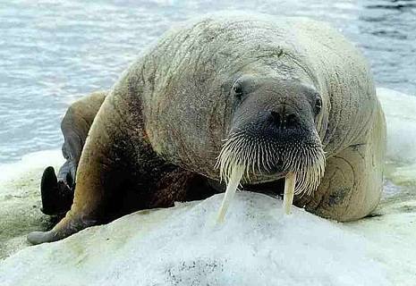 Morsa Ataca o Ser Humano? Elas São Perigosas?
