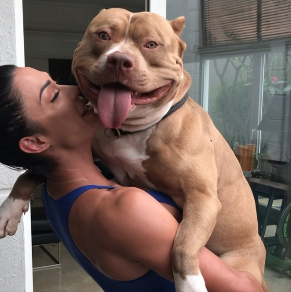 Como Criar um Pitbull Manso? Como Adestrar Para Ataque?