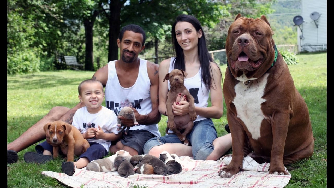Pitbull Hulk: O Maior Pitbull do Mundo, Tamanho, Peso e Fotos