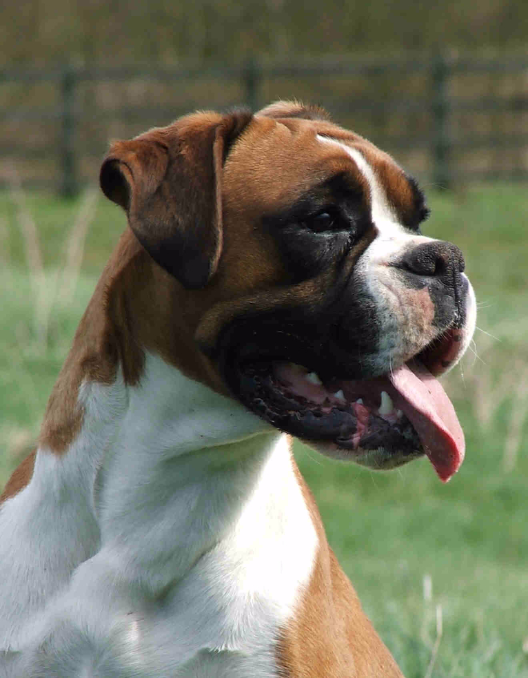 Raça de Cachorro Boxer: Características, Cuidados e Fotos
