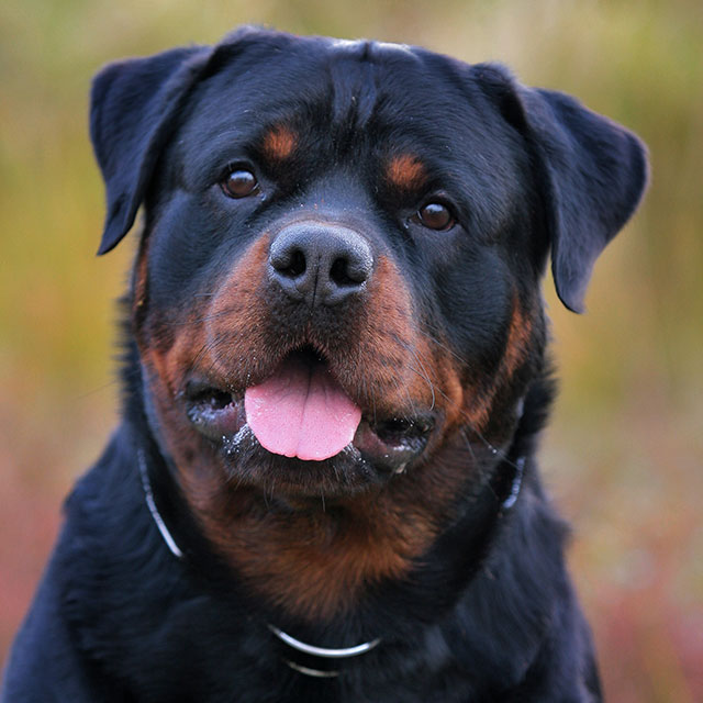 Rottweiler Marrom: Caraterísticas, Comportamento e Fotos