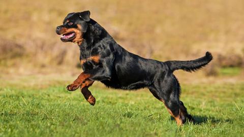 Curiosidades Sobre o Rottweiler e Fatos Interessantes