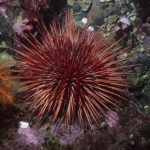 Strongylocentrotus Franciscanus