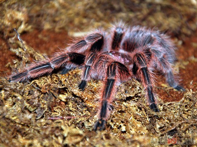 Tarântula Rosa Chilena É Venenosa? Características E Nome Cientifico