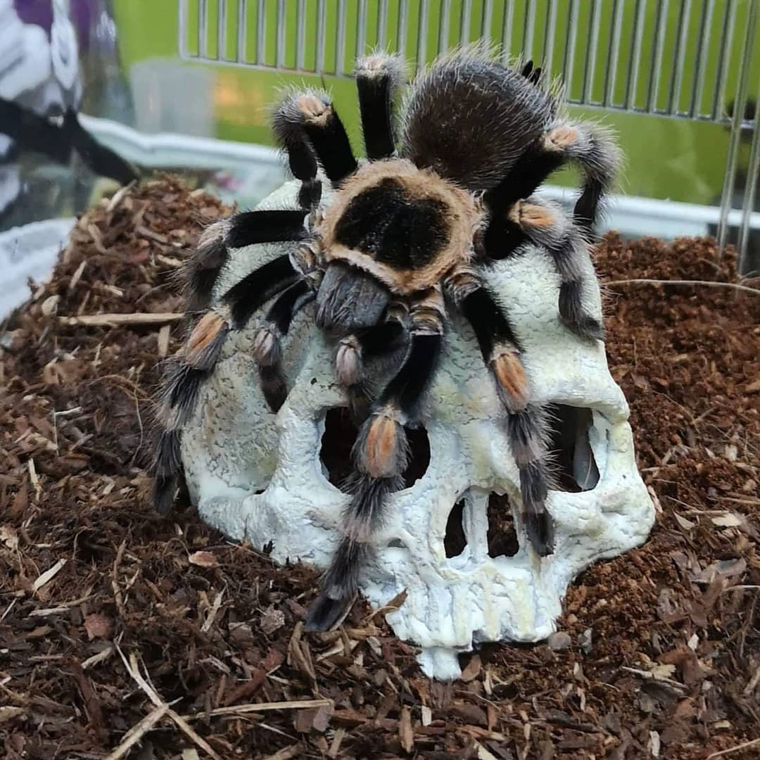 Aranha Tarântula Filhotes e Reprodução