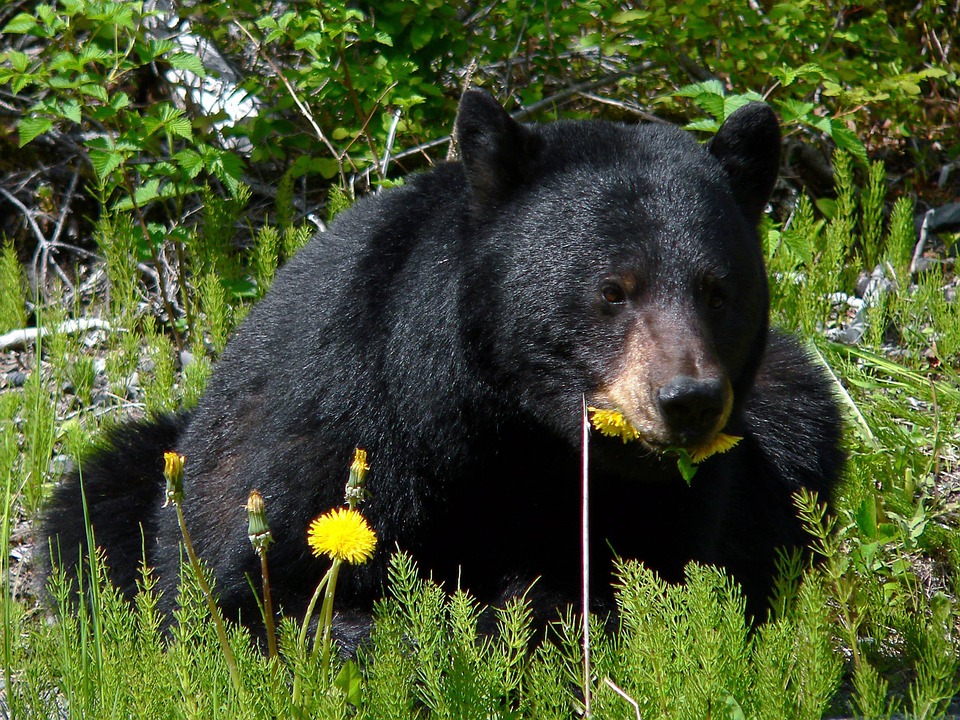 Urso-Negro: Características, Peso, Tamanho, Habitat e Fotos