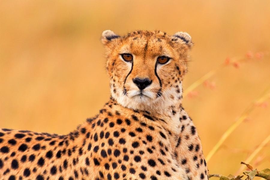 História do Guepardo e Origem do Animal