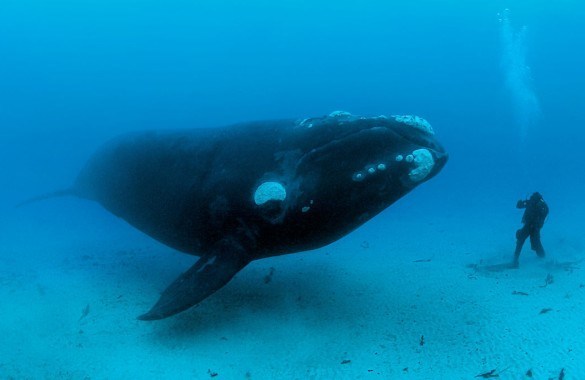 Baleia Franca do Pacífico: Extinção, Peso, Tamanho, Habitat e Fotos