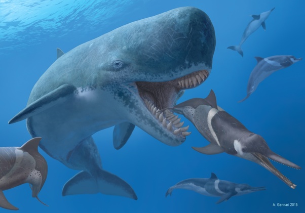 Baleia Livyatan Melvillei: Extinção, Peso, Tamanho e Fotos