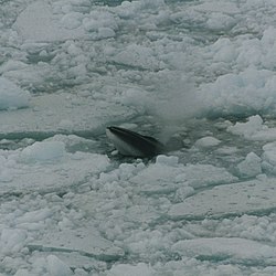 Baleia Minke Antártica: Características, Peso, Tamanho e Fotos