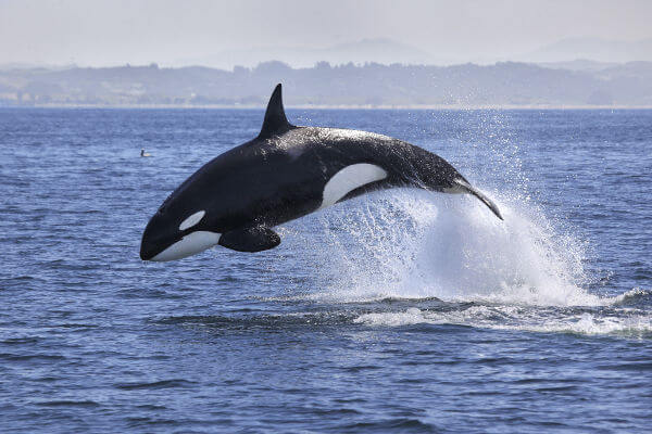 Curiosidades da Baleia e Fatos Interessantes Sobre o Animal