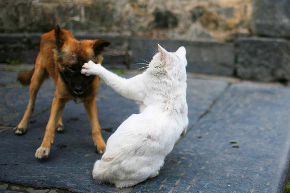 Cachorro Atacando Gato: O Que Fazer? Como Resolver?