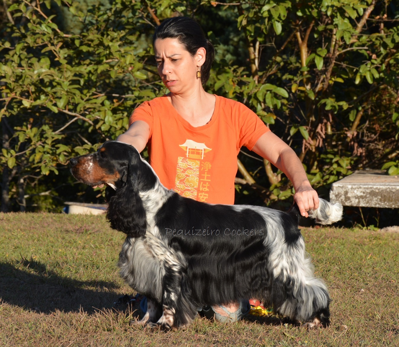 Top 10 Canis Do Brasil Do Cachorro Cocker Spaniel