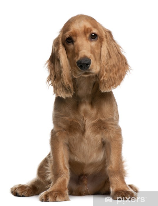 Cocker Spaniel Inglês: Características, Cores, Preto, Mini e Fotos