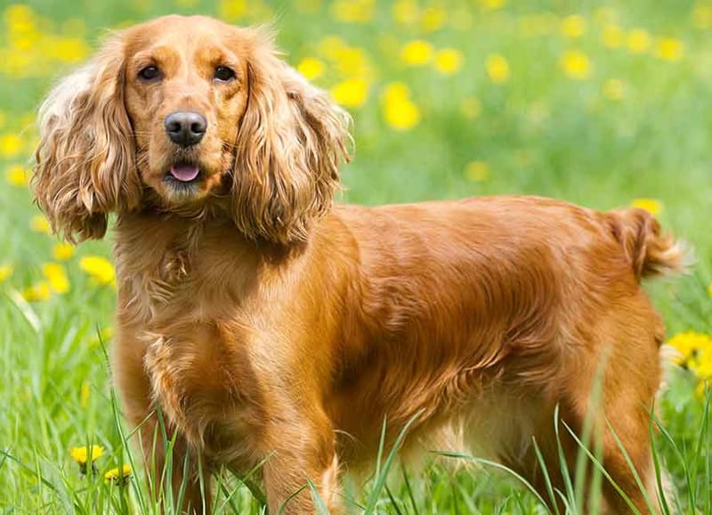 Diferenças Entre Cocker Spaniel, Cocker Spaniel Inglês e Beagle