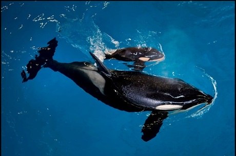 Comportamento da Baleia, Hábitos e Modo de Vida do Animal