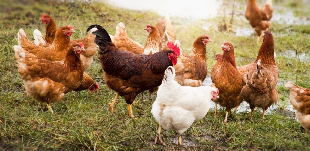Comportamento Da Galinha, Hábitos E Modo De Vida Do Animal