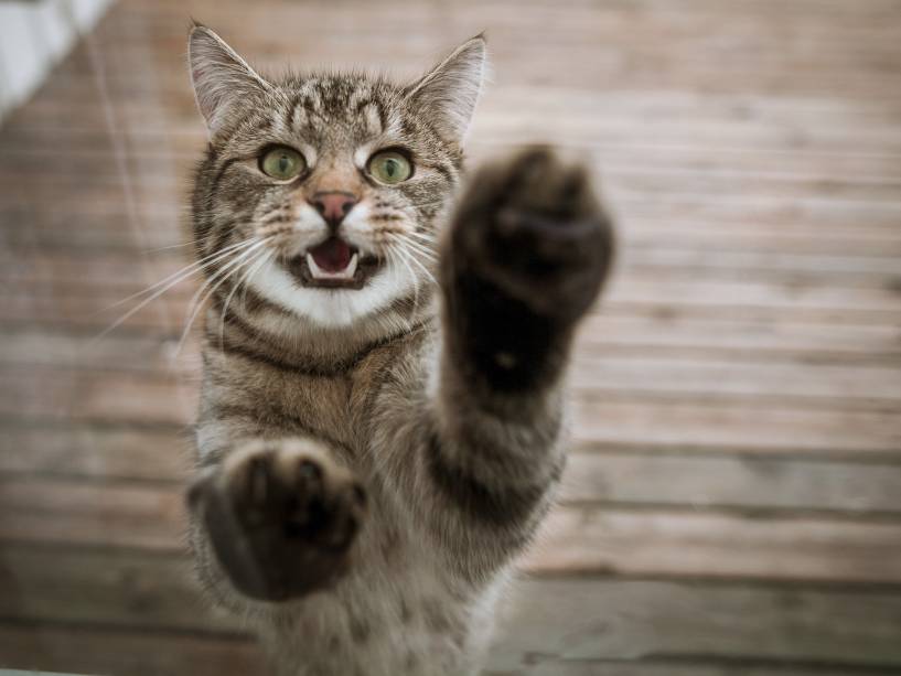 Comportamento dos Felinos e Jeito na Natureza