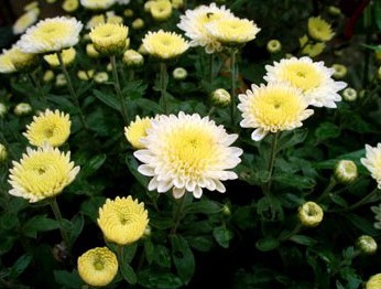 Crisântemo: Ciclo De Vida, Crescimento E Duração Da Flor