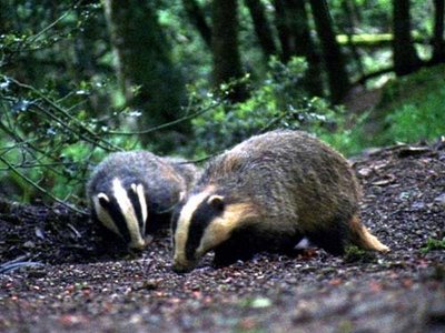 Curiosidades Do Texugo e Fatos Interessantes Sobre o Animal 